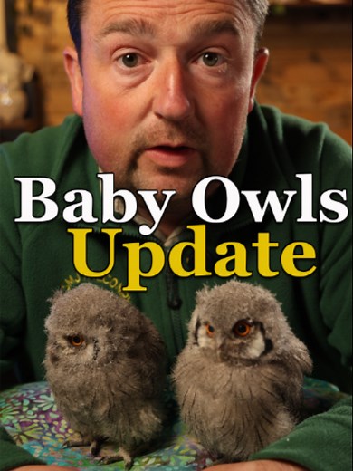 Our Baby White Faced Owls have been growing like crazy! We have a few names: Meg (Megatron) and Star (Starscream). Winnie and Piglet. Let us know in the comments your favourite names! #SMJfalconry #babyowl #birdsofprey #birds#canonr6markii