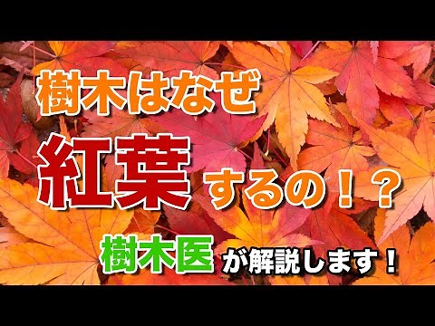 【紅葉のメカニズム】樹木は何故紅葉するのか？