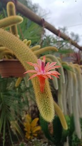 Como deixar o rabo-de-gato bonito! 😱🤩 #rabodegato #acalypha #plantasnacasa #floresornamentais #jardimurbano 🌺 | Verde em Casa