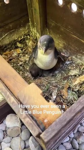 Looking for Love, One Nest Box at a Time #shorts #littlebluepenguin