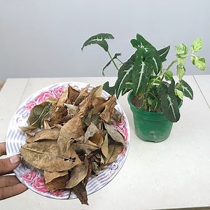 Dry leaves natural fertilizer-How to use dry leaves for any plants | Rana Craft