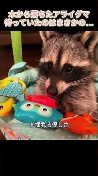 木から落ちたアライグマ、待っていたのはまさかの…#アライグマ#野生動物保護#捨てないで#感動動画#ハッピーエンド#ペットとの暮らし#動物好きと繋がりたい#癒し