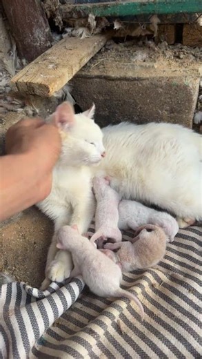 الاصفر في يومياتي شرفوني هناك ne5.9