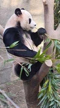 2026.02.09. 나무 위에서 대나무 먹방하는 러바오#아이바오 #푸바오 #루이바오 #후이바오 #panda