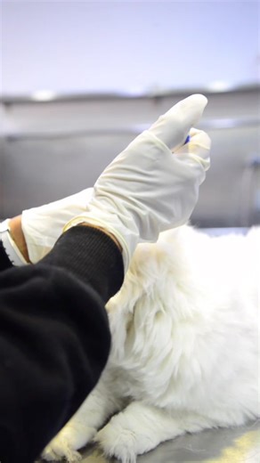 Vetzone Pet Health Center على TikTok