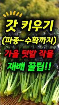 돌산갓재배방법(파종~수확까지) #가을갓 #갓키우기 #돌산갓 #갓심는시기 #9월텃밭작물 #9월심는작물 #김장갓 #갓재배 #텃밭가꾸기 #주말농장 #초보농사 #gardening