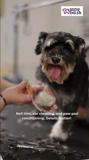 Certified Pet Groomers | wagNbush | find certified pet groomers near you location