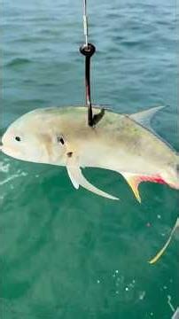 Big Bait = BIG Fish! #bigfish #goliathgrouper #viral #fishing