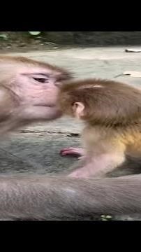 Monkey moms are training the cutest baby monkeys