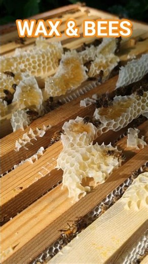 Workers, nurses, builders—all in one shot 🐝 #beekeeping