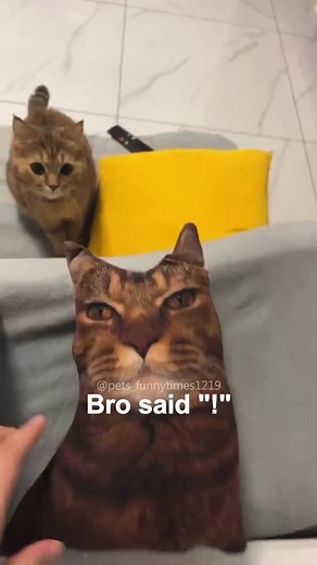 Cat scream pillow🗿 #cat #cats #cutecat #catlover #catsoftiktok #fyp #fypシ #funny #funnycat #foryou #foryoupage #funnyvideos #funyanimals #funnytiktok #kitty