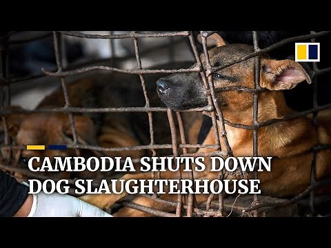 Cambodian dog slaughterhouse closes after killing more than one million dogs in 25 years