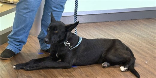 Adopt a Pet: Meet Bear!