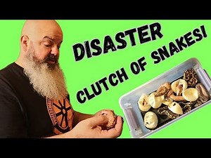 Slow Realization That My New Baby Snakes Have Problems