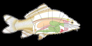 What is internal anatomy of fish? [2025] | QAQooking.wiki
