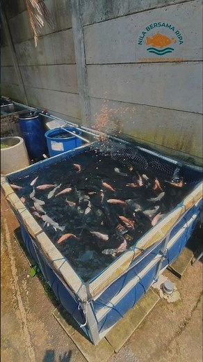 BUDIDAYA IKAN NILA SISTEM RAS SKALA RUMAHAN - PRODUKTIF & ESTETIK! 🐟🌊 #ikan
