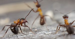 What's up with all the bugs in the Tri-State area? An entomologist weighs in