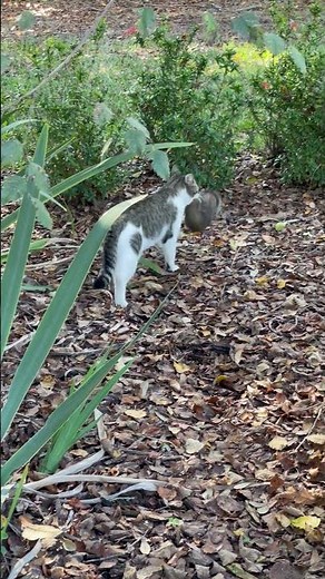 Feral Cat vs. Squirrel