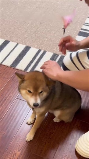 Interactive Pet Chasing Toy for Endless Fun