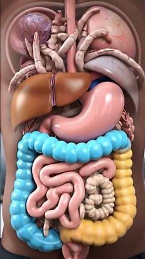 Full Human Digestive Process in 3D 🧠 | Ultra-Realistic Medical Animation |