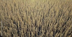 A Midwest farmer harvesting a soybean field with a combine, tractor, and auger wagon.