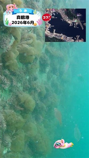 知育動画で楽しく学ぶ【水中映像】今日は魚いるかな？🐟 真鶴港の海の中🌊2026年5月