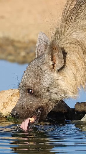 2.2M views · 24K reactions | Brown Hyena Drinking Water Wincent QzYmO #wildlife #nature #Hyena | HAWI Studios | Facebook