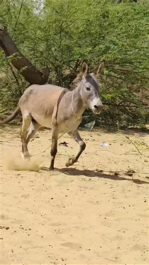 Donkey running