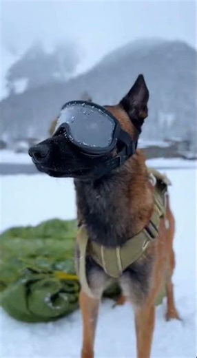Military K9 Drops Into an Alpine Valley