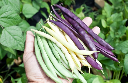 Réussir la culture des haricots au potager - Elle Décoration