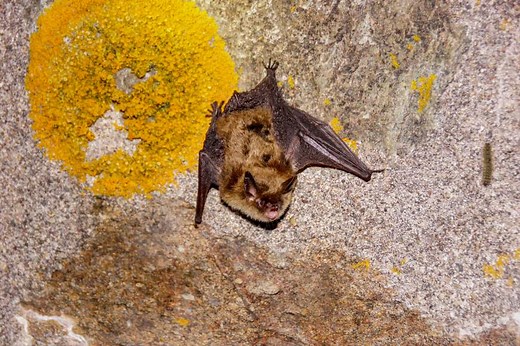 Making life better for bats and people in Canada
