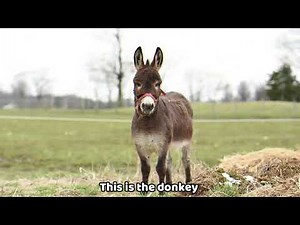 Donkey vs. Horse: Key Differences and the Truth About Mules 🐴🫎