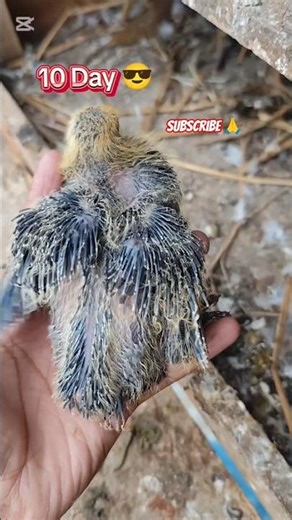 pigeon baby 1 to 10 day growth stages #pigeon #baby