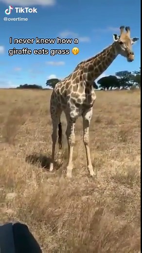 Amazing Giraffe Feeding Behavior Revealed 🦒