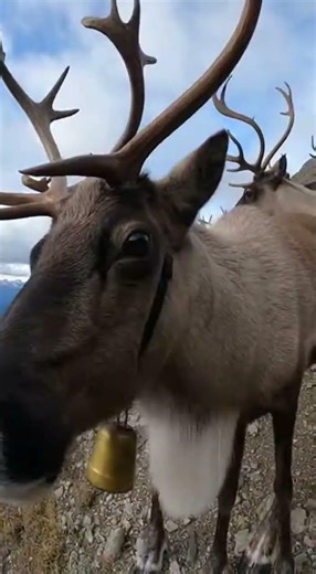 Saving an Entire Reindeer Herd From a Cliff