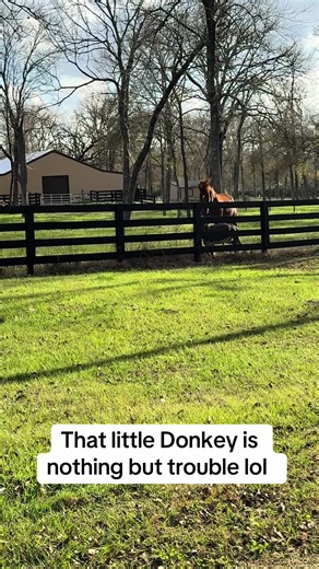 Funny miniature donkey quotes often play on their stubbornness, unique sounds, and sweet nature, with famous lines from Shrek (