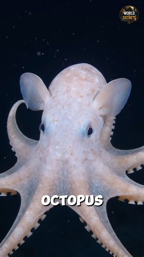 The Mysterious Dumbo Octopus Living in the Deep Ocean 🐙🌊