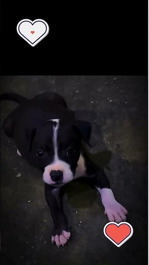 Cutest Pitbull Puppies Ever! 🐶❤️