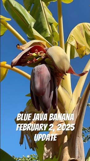 Blue Java Bananas Forming