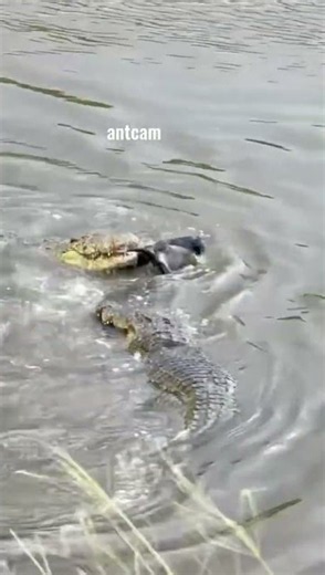 Crocodile's Brutal Ambush! Wildebeest Had No Chance! #shorts #animals #crocodile #wildbeest #versus
