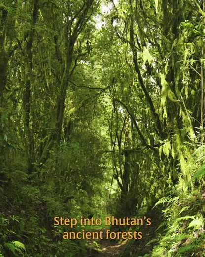 Explore Mushrooms in Bhutan's Pristine Forests