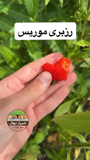 ‎نهال کمیاب شیراز‎ on Instagram‎: "🔬 معرفی علمی رزبری موریس با نام رایج Balloon Berry (گونه Rubus illecebrosus) از خانوادهٔ Rosaceae است. این گیاه بومی شرق آسیاست و به خاطر شکل خاص و شبیه بالونِ میوه‌هایش شناخته می‌شود. 🌱 عادت‌های رشدی گیاهی چندساله با ریشه‌های خزنده و توانایی تولید پاجوش فراوان رشد پرقدرت و نیازمند هرس منظم مقاوم به سرما و سازگار با طیف وسیعی از خاک‌ها ارتفاع بوته ۵۰ تا ۱۲۰ سانتی‌متر 🍓 مشخصات و طعم میوه میوه‌ها قرمز روشن، کروی و متورم (شبیه بالون) طعم ملایم، بین تمشک و توت‌ف