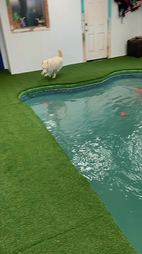 Eight Fluffy Tails on TikTok