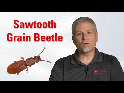 Stored Product Pests: Sawtooth Grain Beetle - Identification & Control | Degesch America