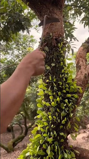 How to Remove Mistletoe to Protect Trees #farmingtechniques ‪@RomFarm‬