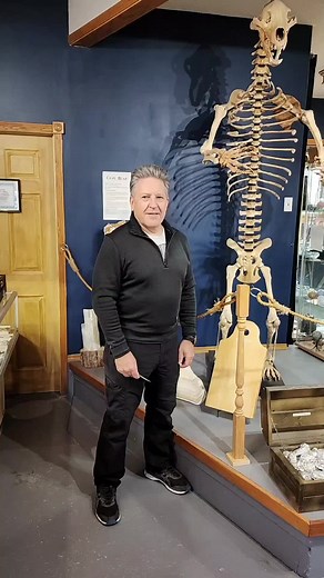 Discover the Amazing Prehistoric Cave Bear Skeleton