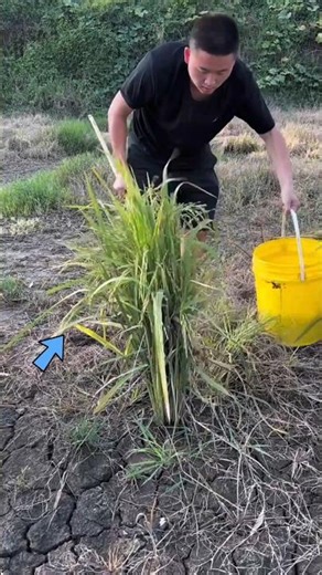 How Can There Be A Turtle Inside This Field? 😳 #shorts #shortsvideo