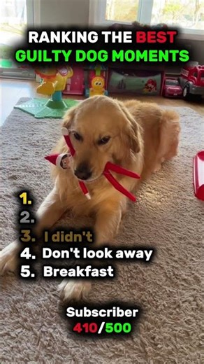 Ranking The Best Guilty Dog Moments🐶 😂