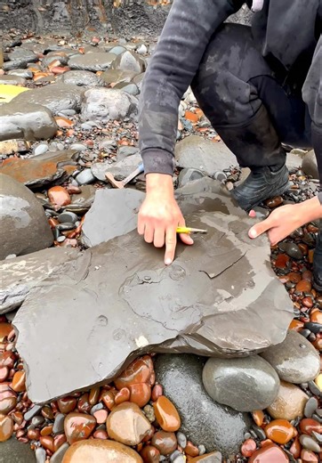 Fossil Hunting Adventure on a Remote Beach
