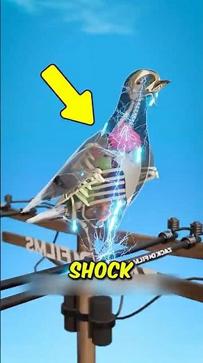 Why Birds Don’t Get Shocked on Power Lines 😳